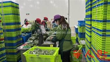 LA洛杉矶工厂直招多名水果蔬菜分拣员与包装员