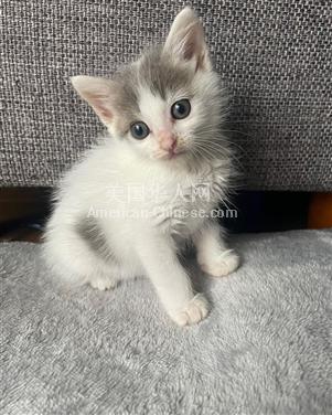阿罕布拉两个月的黑白眉猫，可以提前预定啦