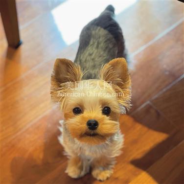 洛杉矶爱宠Yorkshire terrier免费送人