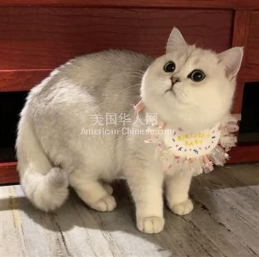 尔湾自家繁育 寻找真心对她的爱猫人士